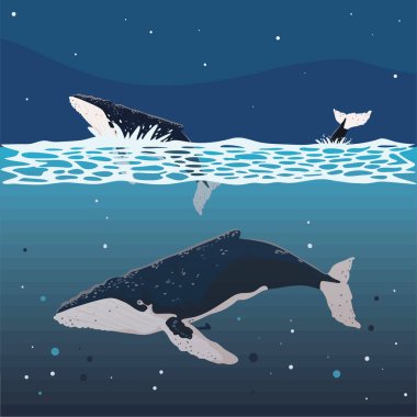 Okyanustaki kambur balinalar, tasarım