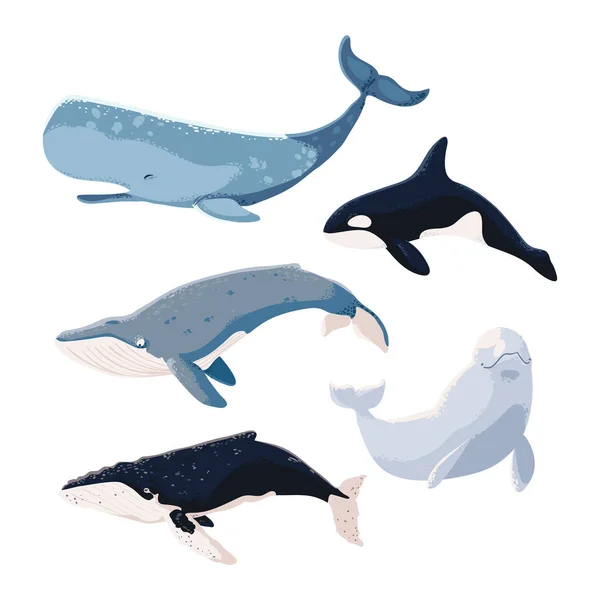 Set Whales Include Orca Beluga — 스톡 벡터