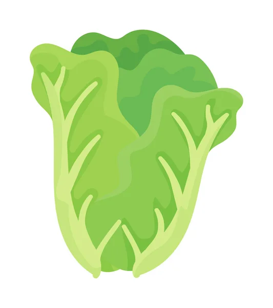 Fresh Cabbage Vegetable Icon Isolated — Vector de stock