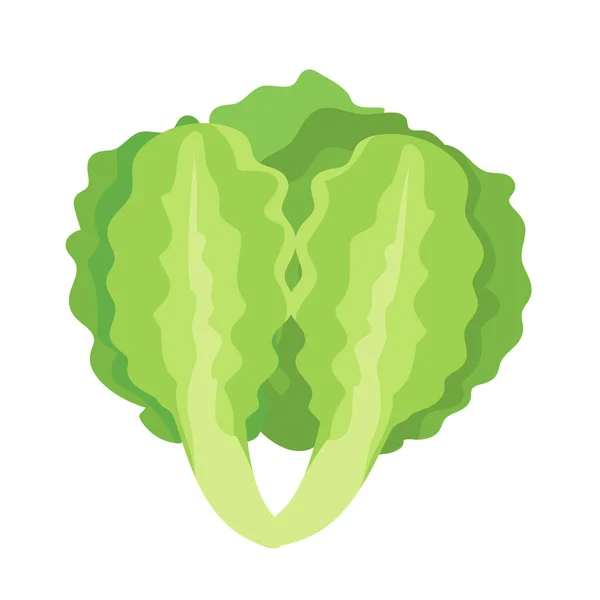 Fresh Green Lettuce Icon Isolated — Vector de stock