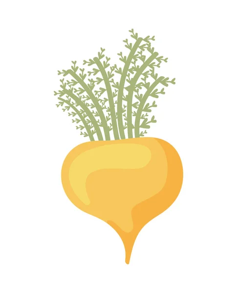 Superfood Maca Icon Isolated Flat — 스톡 벡터