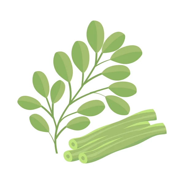 Leaves Moringa Icon Isolated Flat — Stock Vector