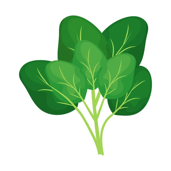 Spinach Nature Icon Isolated Flat — 스톡 벡터