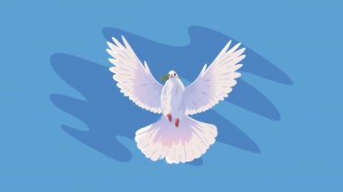dove bird flying front animation ,4k video animated