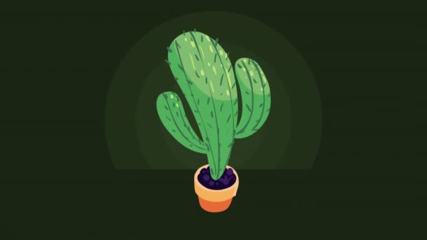 Cactu Pot Mexico Plant Video Animasyonu — Stok video