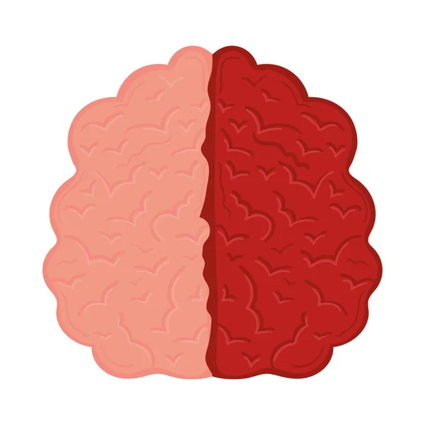 Brain Organ Icon Flat Isolated — ストックベクタ