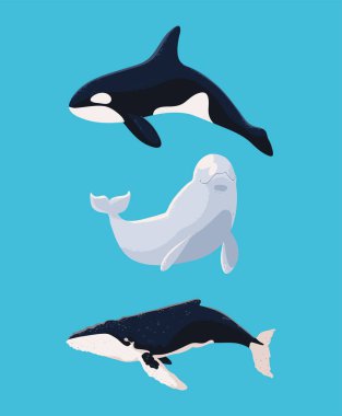 set of whales beluga, orca and humpback