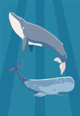 blue and sperm whales undersea