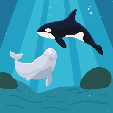beluga and orca whales undersea