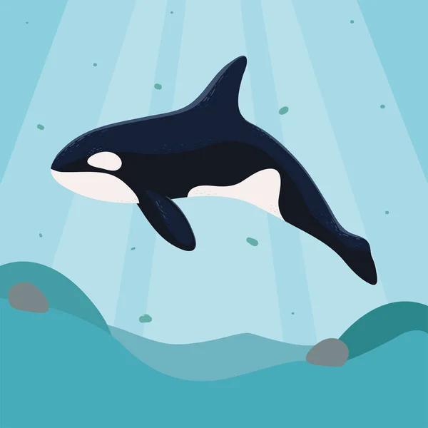 Orca Whale Sea Life Design — Archivo Imágenes Vectoriales