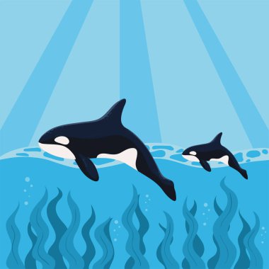 orca whales swimming in ocean, design