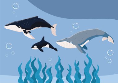 undersea whales and seaweeds scenery