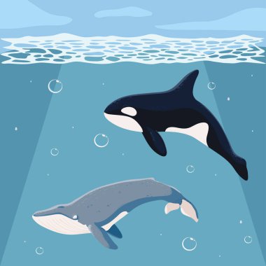 blue and orca whales underwater