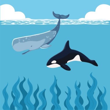 orca and sperm whales with seaweed