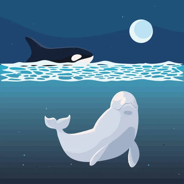 Whales Orca Beluga Night — Vetor de Stock