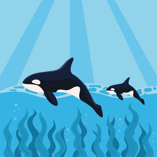 Orca Whales Swimming Ocean Design — Vetor de Stock