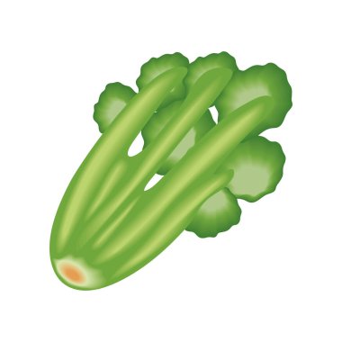 realistic vegetable celery isolated icon