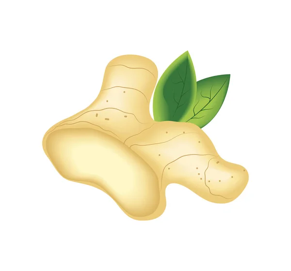Realistic Vegetable Ginger Isolated Icon — 스톡 벡터