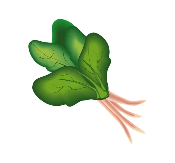 Realistic Vegetable Spinach Isolated Icon — Archivo Imágenes Vectoriales