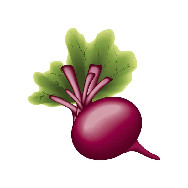 Realistic Vegetable Radish Isolated Icon — Vector de stock