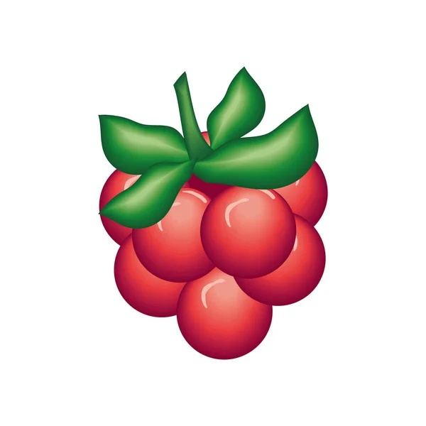 Realistic Fruit Raspberries Isolated Icon - Stok Vektor