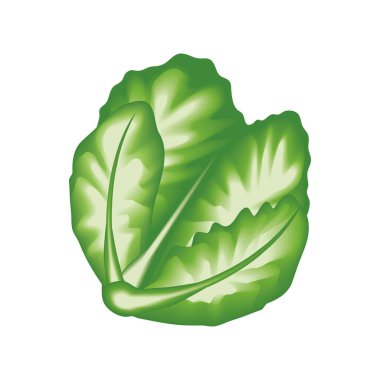realistic vegetable lettuce isolated icon