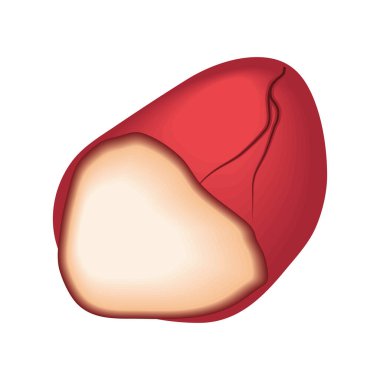 nut icon flat white background