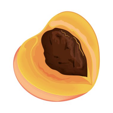 apricot fruit realistic isolated icon