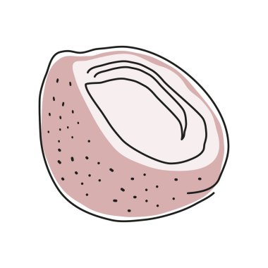 Hindistan cevizi meyve çizimi simgesi