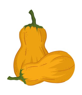 hasat balkabağı simgesi izole edilmiş