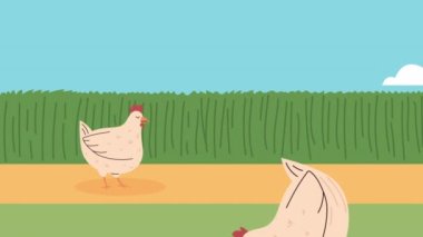 Kampta iki tavuk, 4K video animasyon.