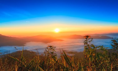 Ayçiçeği gündoğumu zaman sis içinde