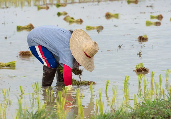 Farmer plant rice seedlings — Stock Photo, Image