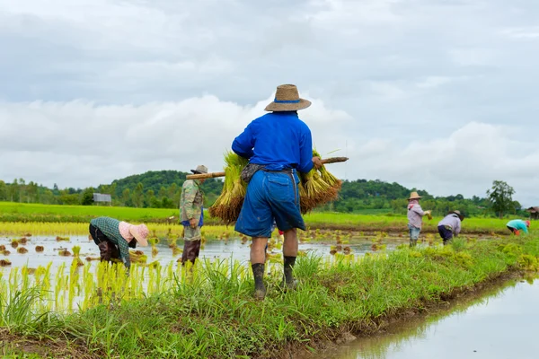 Farmer plant rice seedlings — Stock Photo, Image