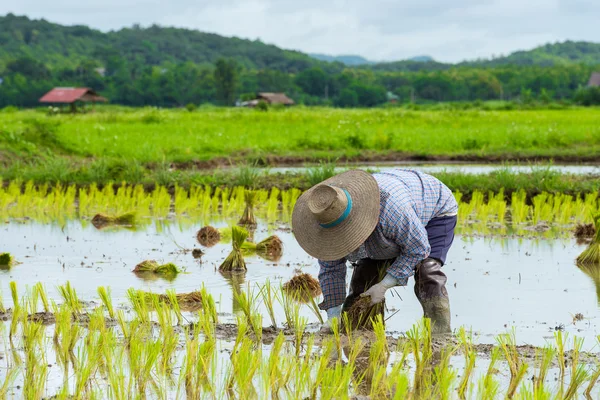 Farmer plant rice seedlings — Stock Photo, Image