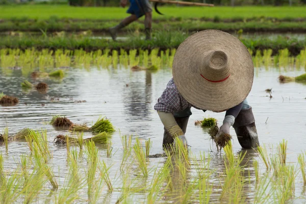 Farmer plant rice seedlings — Stock Photo, Image