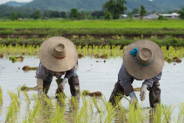 Farmer plant rice seedlings — Stock Photo, Image