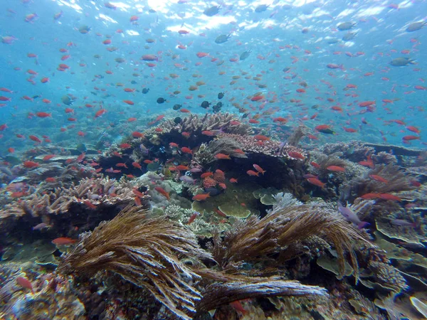 Imagen Hermoso Arrecife Coral — Foto de Stock