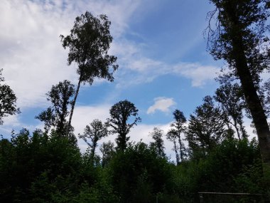 Ormanda güzel bir yürüyüş