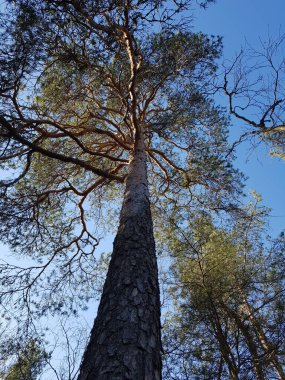 Ormanda güzel bir yürüyüş