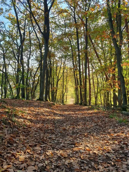 Plimbare Frumoasă Pădure — Fotografie, imagine de stoc