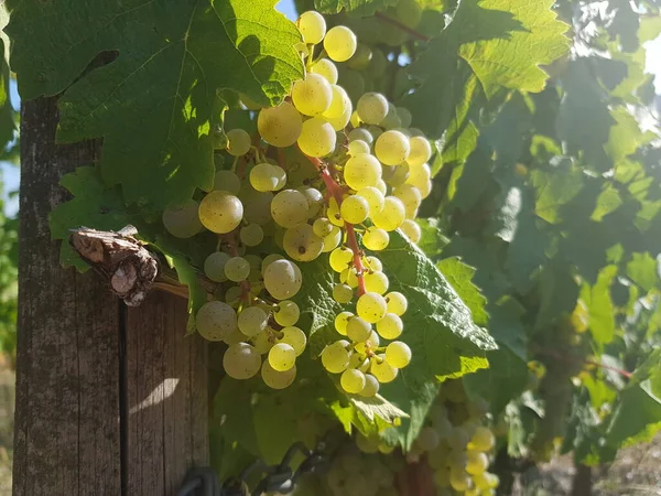 Üzüm bağında üzümler