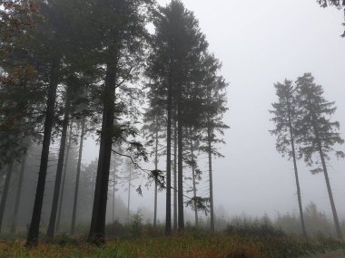 Yağmurlu bir günde yürüyüş