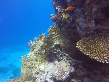 Kızıl denizdeki güzel mercan kayalıkları