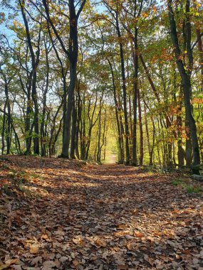 A beautiful Sunday hike in the woods