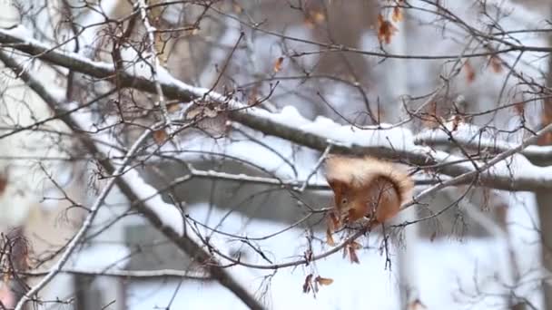Um esquilo comendo nozes na árvore lá fora no inverno, tempo de neve. Contexto azul. Vídeo em HD. — Vídeo de Stock