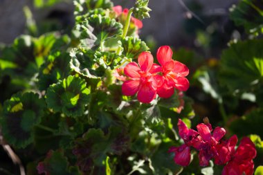 Kırmızı sardunyalar, aynı zamanda turna gagası olarak da bilinir. Dışarıda, güneş ışığında. Pelargonyum kenarlar