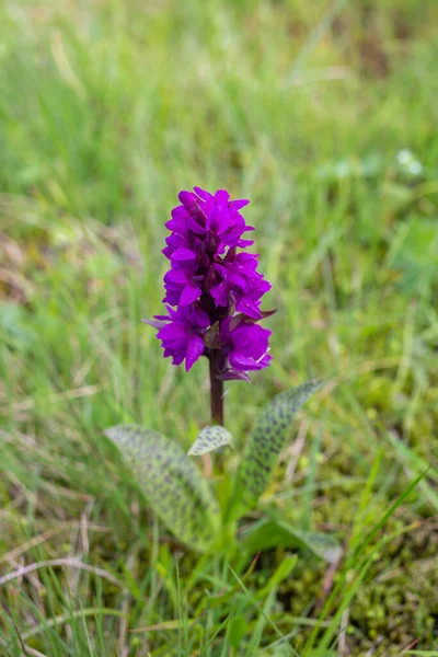 Dactylorhiza majalis, also known as broad-leaved marsh orchid, Eurasian orchid. Pink wild orchid, Ukraine. — Stockfoto