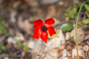 Türkiye 'de kırmızı şakayık çiçeği, Datcha. Akdeniz çuha çiçeği. Haşhaş şakayığı, yel çiçeği, Türk dilinde dag lalesi olarak da bilinen şakayık koronaryası..
