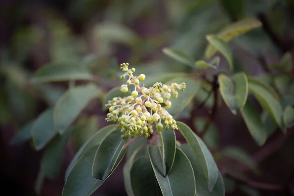 Flores Arbutus Andrachne Comumente Chamado Árvore Morango Grego Cresce Costa — Fotografia de Stock